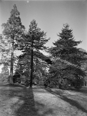 TREES TREE CREEPER ROOSTS